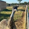 Emus