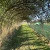 Willow Arch